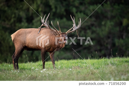 Wild Elk During Rut  71856200
