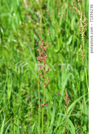 Photograph of a plant with many small buds of reddish brown against the background of grasslands where weeds grow Photograph of a plant with many small buds of reddish brown against the background of grasslands where weeds grow 71856236