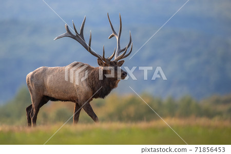 Wild Elk During Rut Wild Elk During Rut 71856453