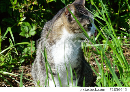 A photo of a cute cat sitting down and showing his profile 71856643