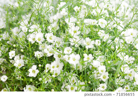 Small white flower, gypsophila (gypsophila) 02 Small white flower, gypsophila (gypsophila) 02 71856655