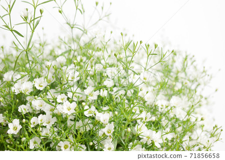 Small white flower, gypsophila (gypsophila) 05 71856658