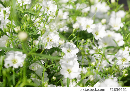 小白花，霞草（霞草）08 71856661