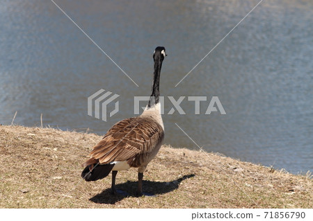 Wild Goose playing in the Ta-Ha-Zouka Park Wild Goose playing in the Ta-Ha-Zouka Park 71856790