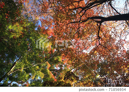 Chichibu Ontake Shrine Autumn leaves Chichibu Ontake Shrine Autumn leaves 71856934