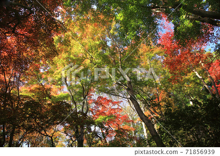 秩父On神社秋葉 秩父On神社秋葉 71856939