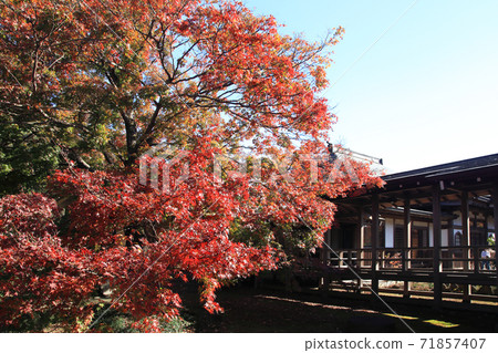 Tamonin autumn leaves 71857407