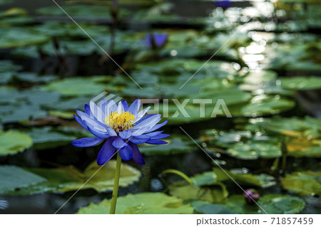 熱帶睡蓮在秋天盛開的植物園裡開花 71857459