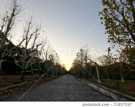 一群三個沿著綠樹成蔭的道路上走著枯葉 一群三個沿著綠樹成蔭的道路上走著枯葉 71857597