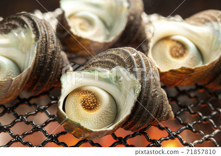 Sazae竹草 71857810