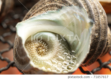 Bamboo grass of Sazae 71857817