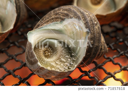 Bamboo grass of Sazae 71857818