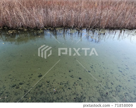 蘆葦池塘 71858009