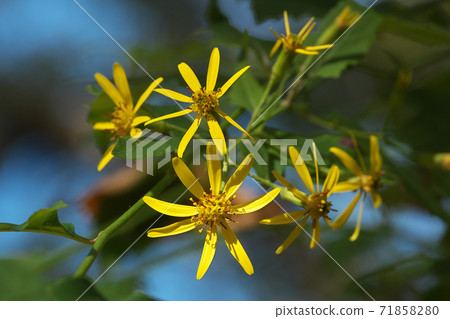 Kinobori Giku (tree climbing chrysanthemum) that blooms yellow florets from late autumn to winter 71858280