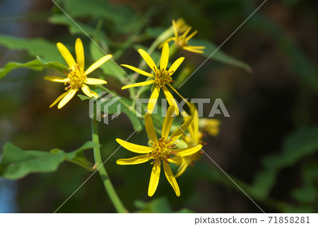 Kinobori Giku (tree climbing chrysanthemum) that blooms yellow florets from late autumn to winter 71858281