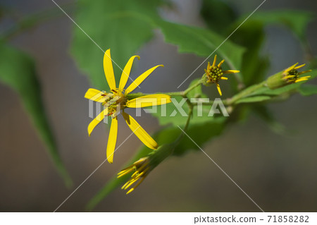 Kinobori Giku (tree climbing chrysanthemum) that blooms yellow florets from late autumn to winter 71858282