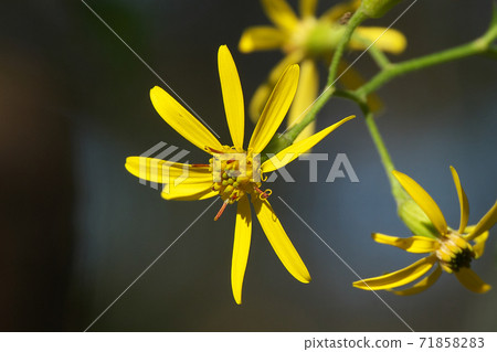 Kinobori Giku (tree climbing chrysanthemum) that blooms yellow florets from late autumn to winter 71858283