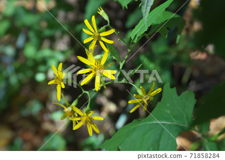 Kinobori Giku (tree climbing chrysanthemum) that blooms yellow florets from late autumn to winter 71858284