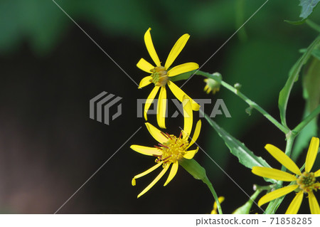 Kinobori Giku (tree climbing chrysanthemum) that blooms yellow florets from late autumn to winter 71858285