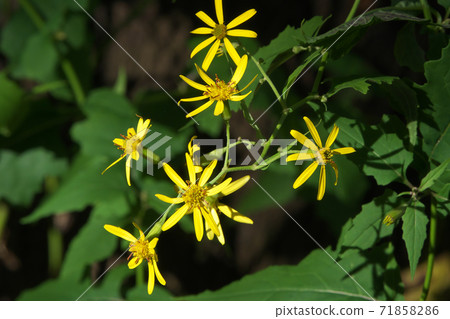 Kinobori Giku (tree climbing chrysanthemum) that blooms yellow florets from late autumn to winter 71858286