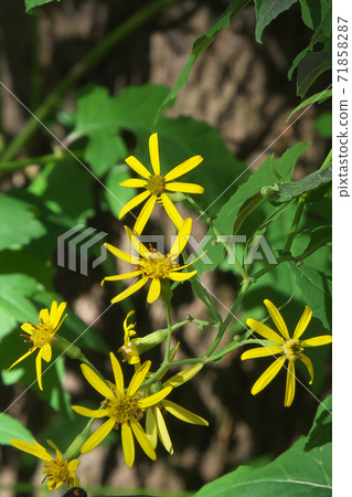 Kinobori Giku (tree climbing chrysanthemum) that blooms yellow florets from late autumn to winter 71858287