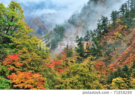 Autumn on Hakusan Super Forest Road 71858289