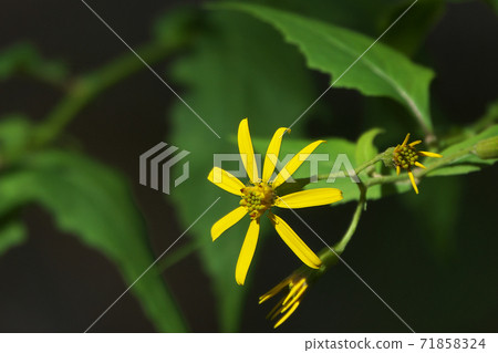 Kinobori Giku (tree climbing chrysanthemum) that blooms yellow florets from late autumn to winter 71858324