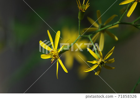 Kinobori Giku (tree climbing chrysanthemum) that blooms yellow florets from late autumn to winter 71858326