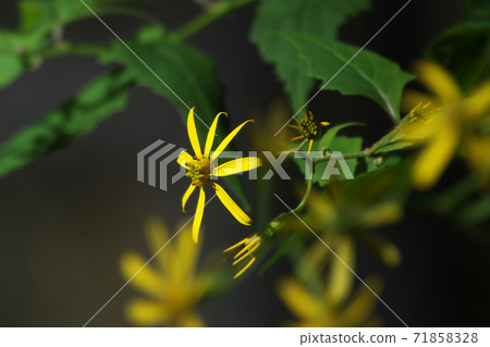Kinobori Giku (tree climbing chrysanthemum) that blooms yellow florets from late autumn to winter 71858328