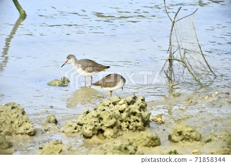 在漲潮時在潮灘上 71858344
