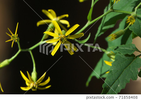 Kinobori Giku (tree climbing chrysanthemum) that blooms yellow florets from late autumn to winter 71858408