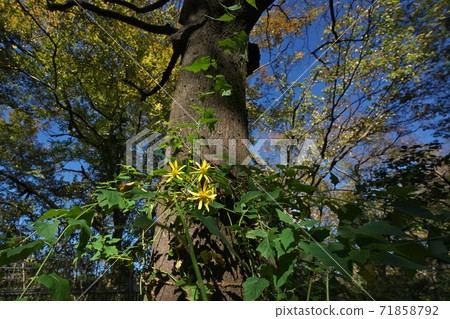 Kinobori Giku (tree climbing chrysanthemum) that grows its stem upwards on a tree, taken in November 71858792