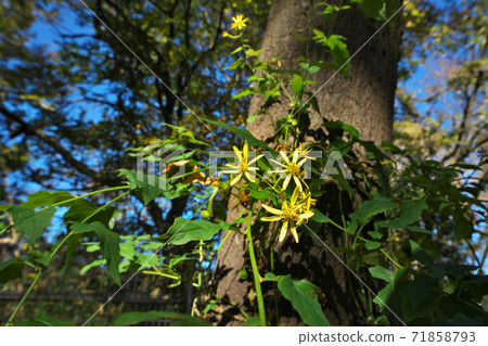 Kinobori Giku (tree climbing chrysanthemum) that grows its stem upwards on a tree, taken in November 71858793