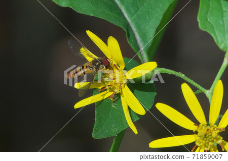 Hosohirataab吸吮Kinobori Giku（爬樹菊花）的蜂蜜 71859007