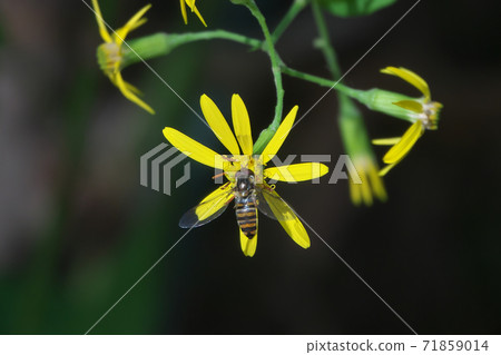 Hosohirataab吸吮Kinobori Giku（爬樹菊花）的蜂蜜 71859014