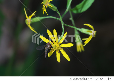 Hosohirataab吸吮Kinobori Giku（爬樹菊花）的蜂蜜 71859016