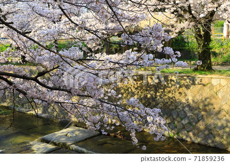Sakura in Shukugawa Riverbed Green Area (Shukugawa Park) 71859236