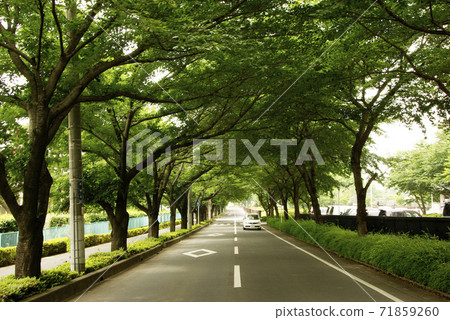 A row of fresh green cherry trees is healed by a green full of negative ions A row of fresh green cherry trees is healed by a green full of negative ions 71859260