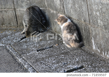 看著一個洞和一隻小貓看著它的成年貓 71859507
