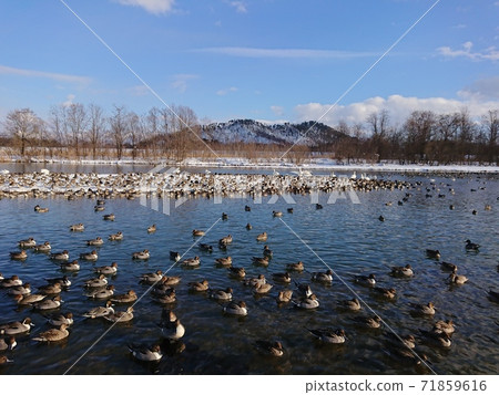 A flock of ducks, Kubota waterside music school, Yonezawa A flock of ducks, Kubota waterside music school, Yonezawa 71859616
