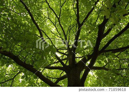 Fresh green Mizuki is healed by a green full of negative ions Fresh green Mizuki is healed by a green full of negative ions 71859618