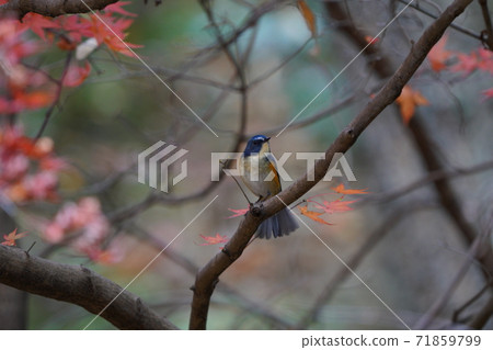 秋葉和Ruribitaki 71859799