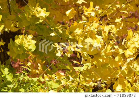 銀杏（愛知縣名古屋市） 71859878