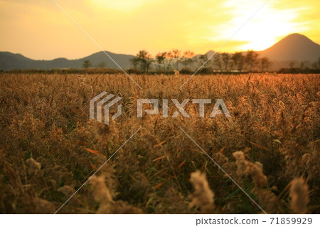Reed Field Landscape, Autumn, Suncheon Bay Wetland Reed Field Landscape, Autumn, Suncheon Bay Wetland 71859929