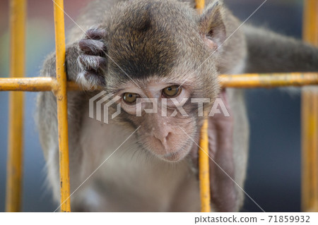 Cute monkey Cute monkey 71859932