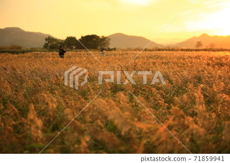 Reed Field Landscape, Autumn, Suncheon Bay Wetland 71859941
