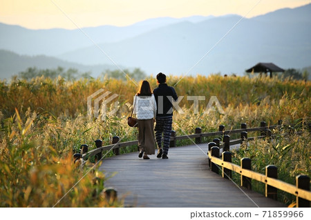 蘆葦場景觀，秋天，順天灣濕地 71859966
