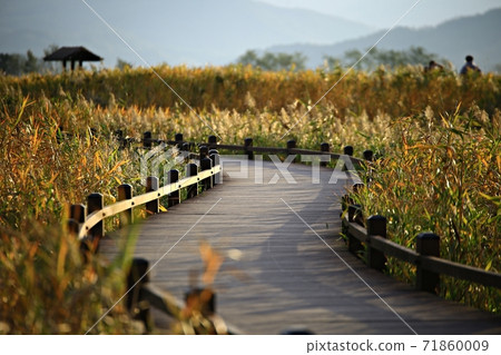 蘆葦場景觀,秋天,順天灣濕地 蘆葦場景觀,秋天,順天灣濕地 71860009