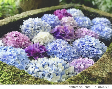 花 花 71860072