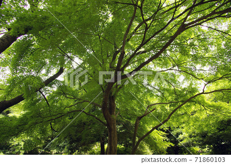 The leaves and tree shape of the fresh green maple are healed The leaves and tree shape of the fresh green maple are healed 71860103